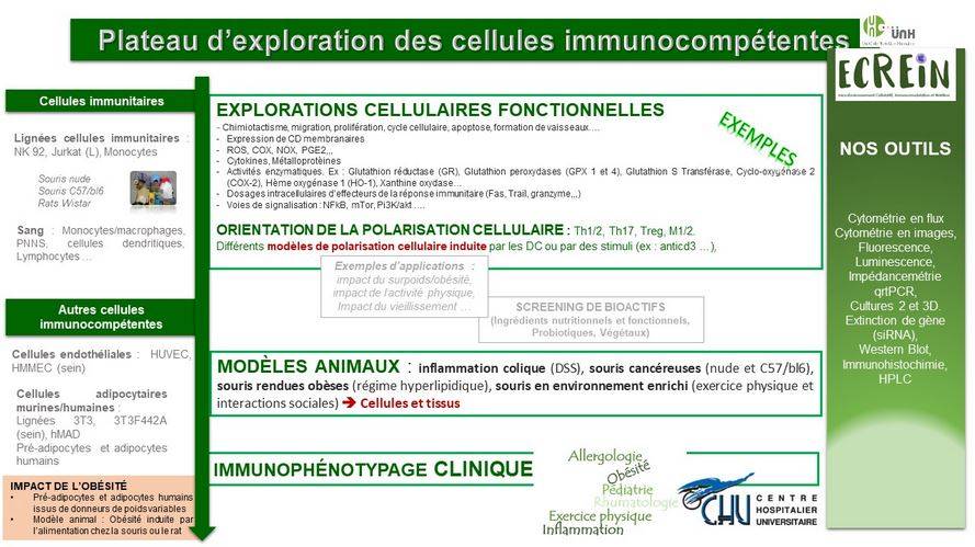 Exploration des cellules immunocompétentes