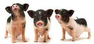 miniporc
