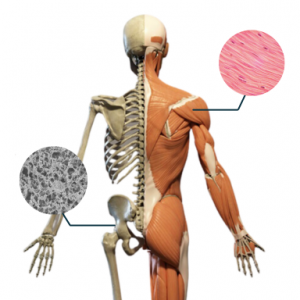 Maintaining muscle and bone mass