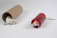 souris
