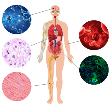 Nutrition et Mécanismes d'adaptation tissulaire et cellulaire